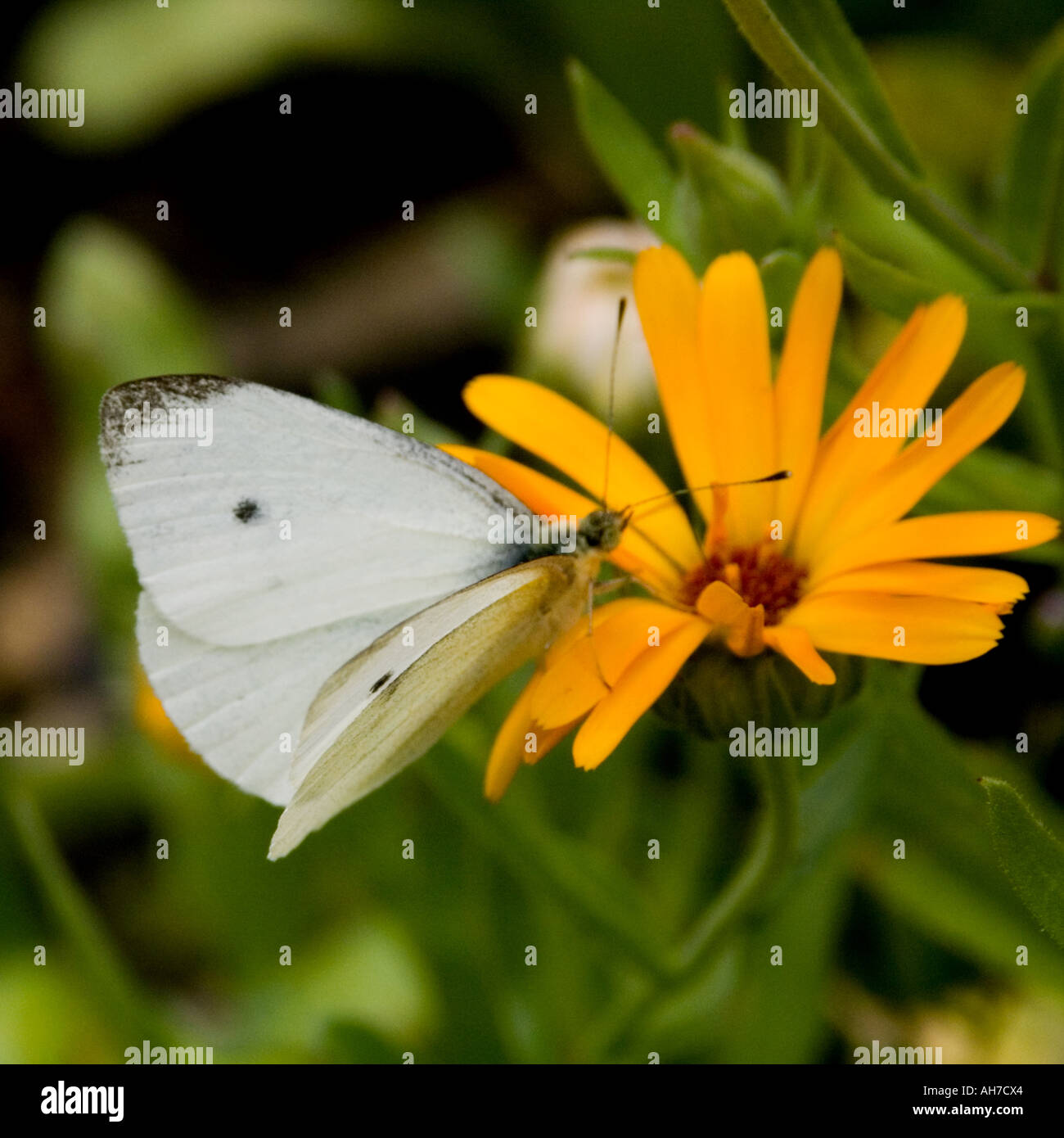 Petit papillon Blanc sur orange marigold flower Banque D'Images