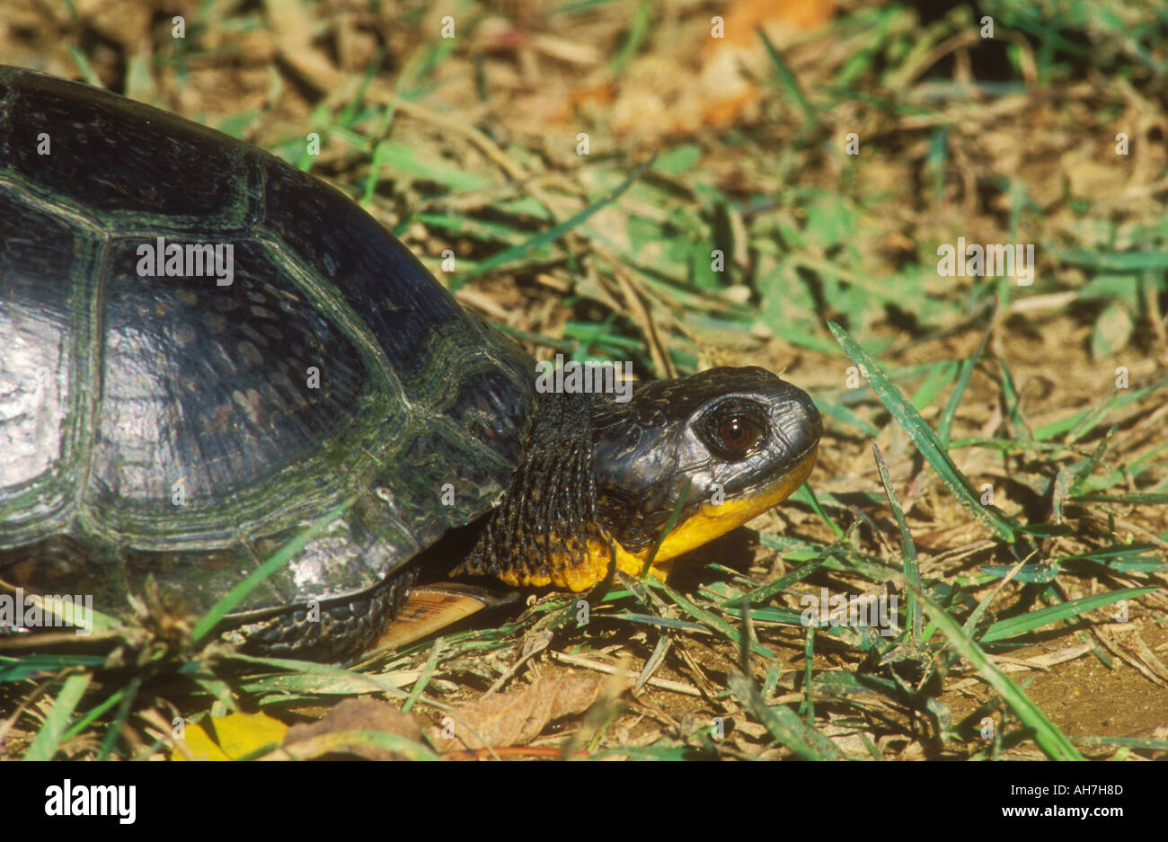 Gros plan sur la tête d'une tortue de Blanding s Banque D'Images