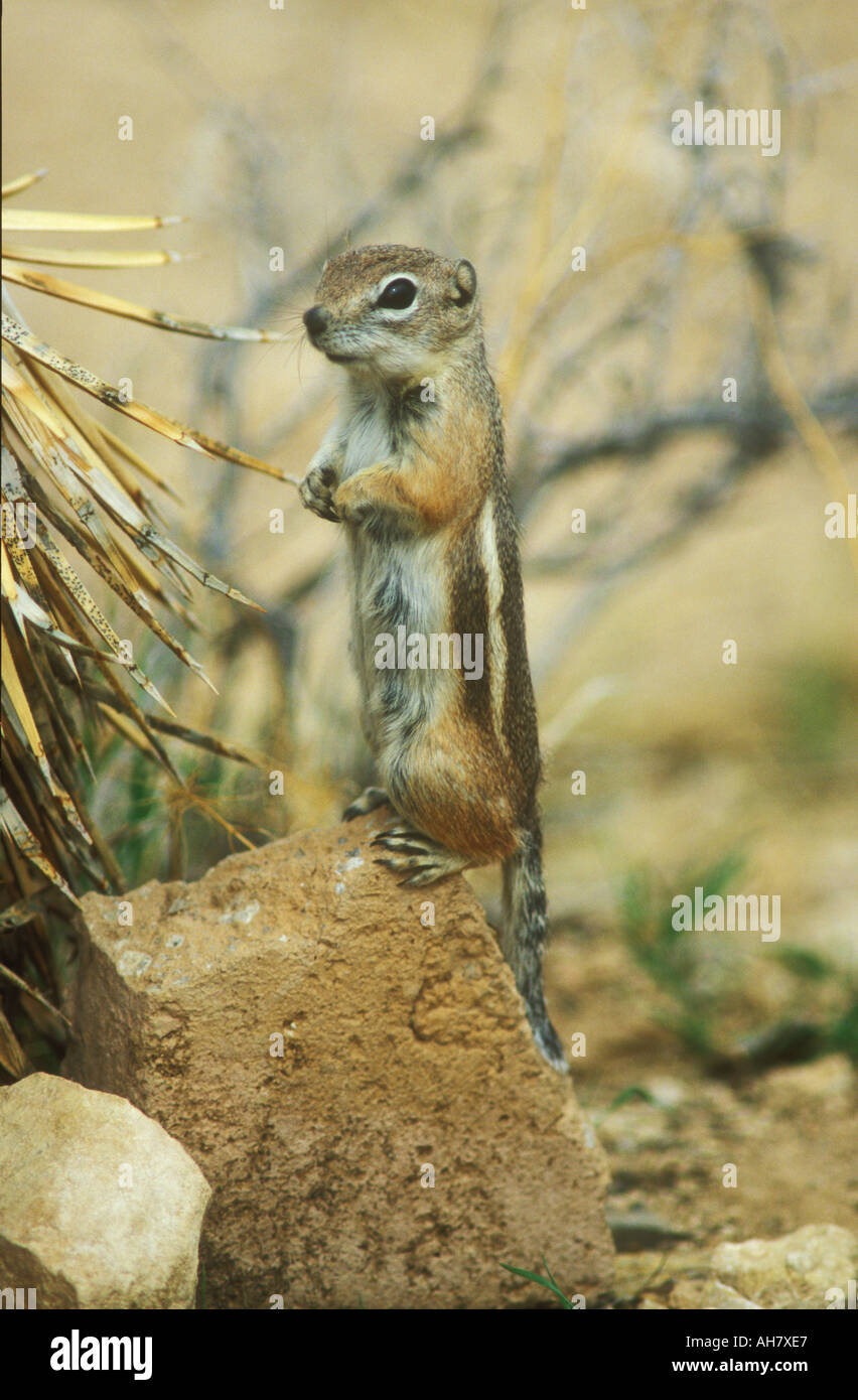 Écureuil antilope à queue blanche Banque D'Images
