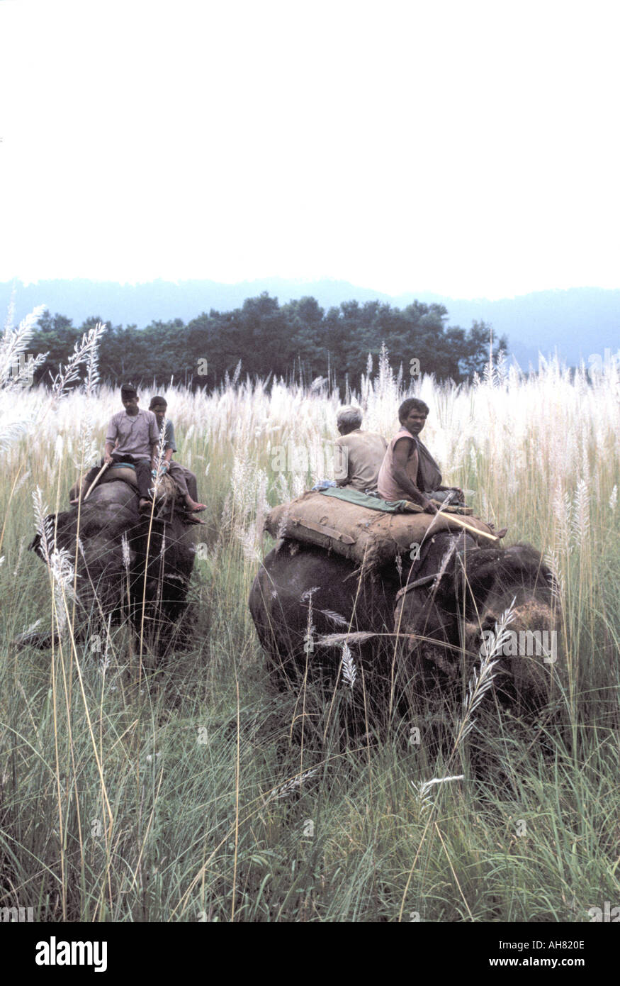 Le Népal tiger hunt sur les éléphants au Parc national de Chitwan. Banque D'Images