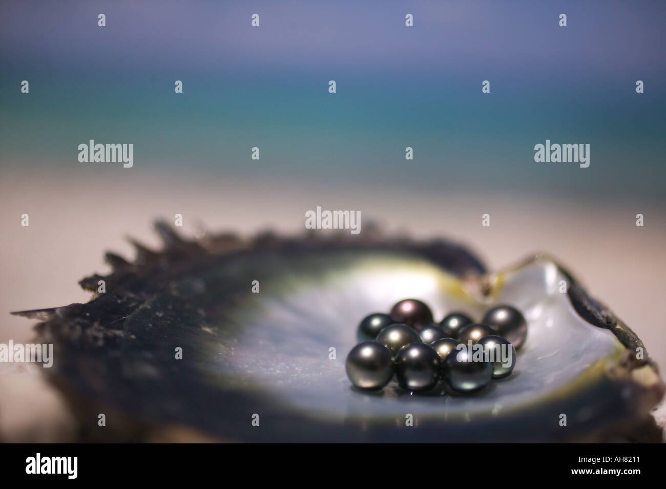 Perles noires en coquille par waterfront black pearl farm Rangiroa Polynésie Française Banque D'Images