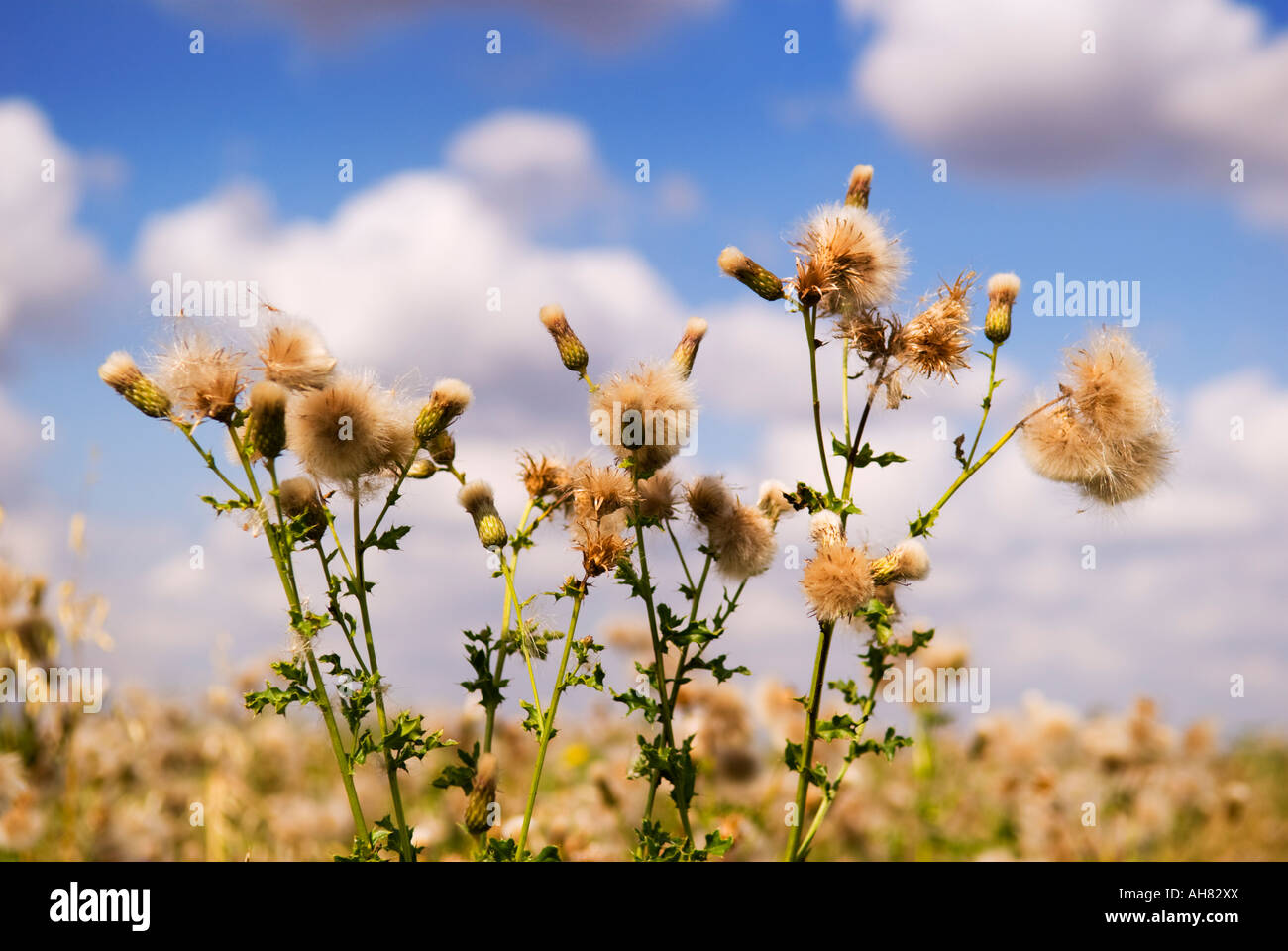 Pricly Chardon laiteron Sonchus, illustré dans les semences et contre un Blured Ciel bleu à la fin de l'été avec de petits nuages, England UK Banque D'Images
