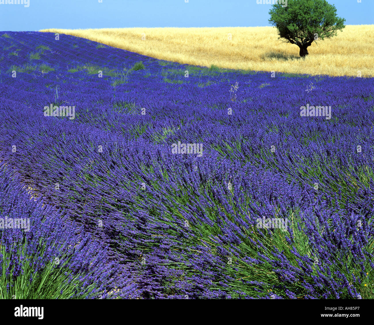 FR - ALPES-DE-HAUTE-PROVENCE : champ de lavande et d'arbre sur le Plateau de Valensole près de Montagnac-montpezat Banque D'Images
