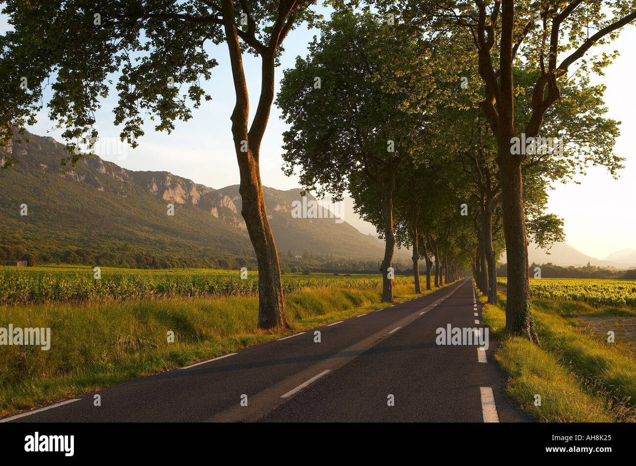 Route bordée d'une allée d'arbres dans le Val du Fenouillet Languedoc France Banque D'Images
