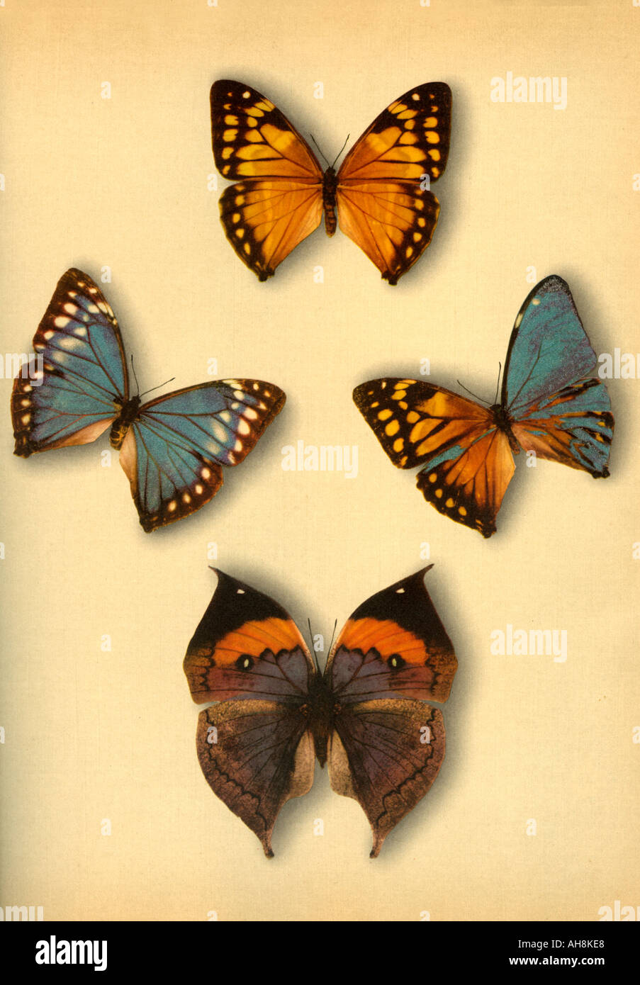 AAD71480 artistique quatre papillons papillons colorés Oakleaf Banque D'Images
