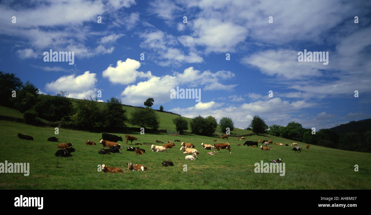 Vaches qui paissent dans le sud de la région de Cumbria, Angleterre rurale. Banque D'Images