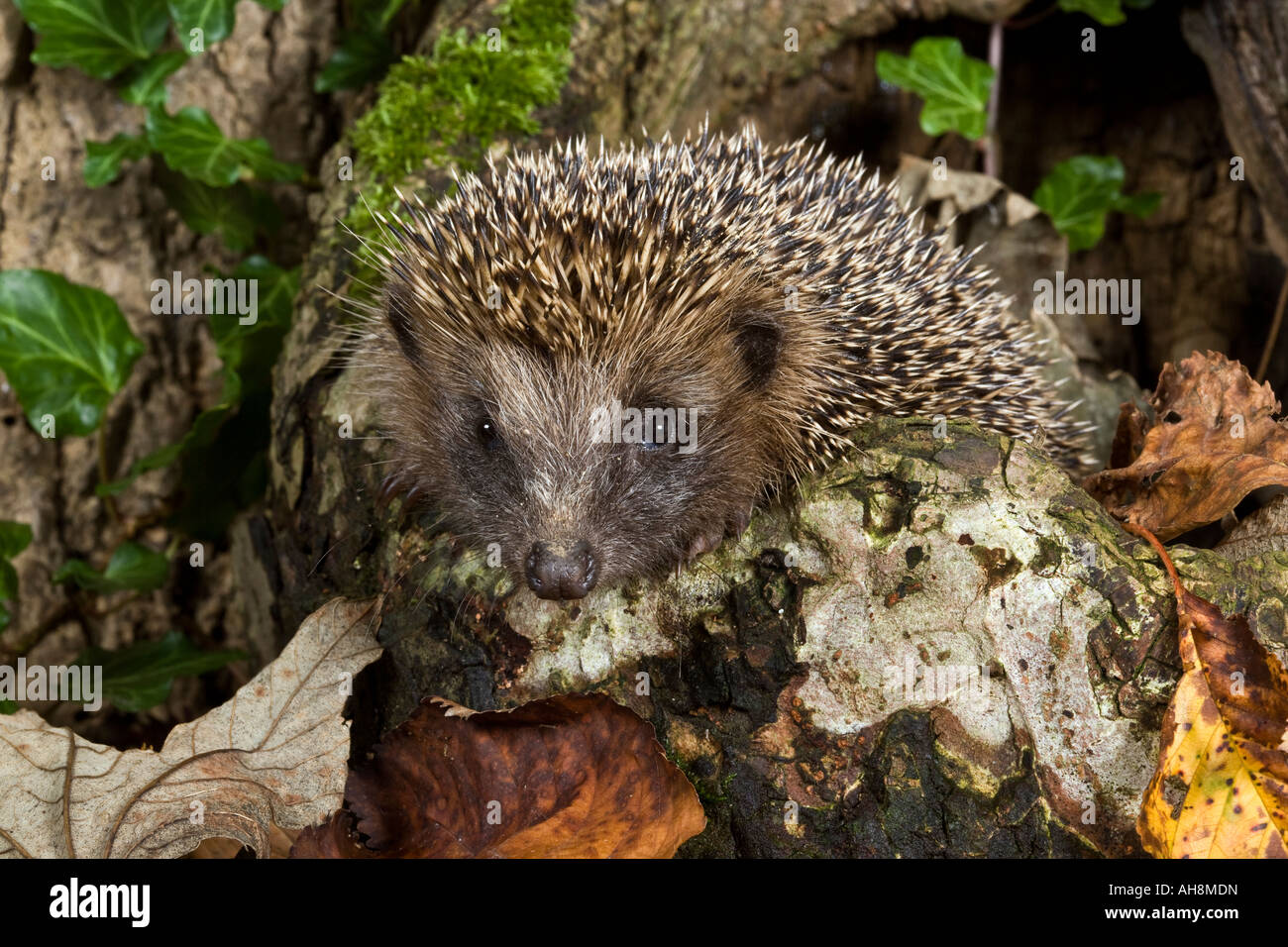 Hérisson Erinaceus europaeus sur vieux moignon avec feuilles automnales Bedfordshire Potton Banque D'Images