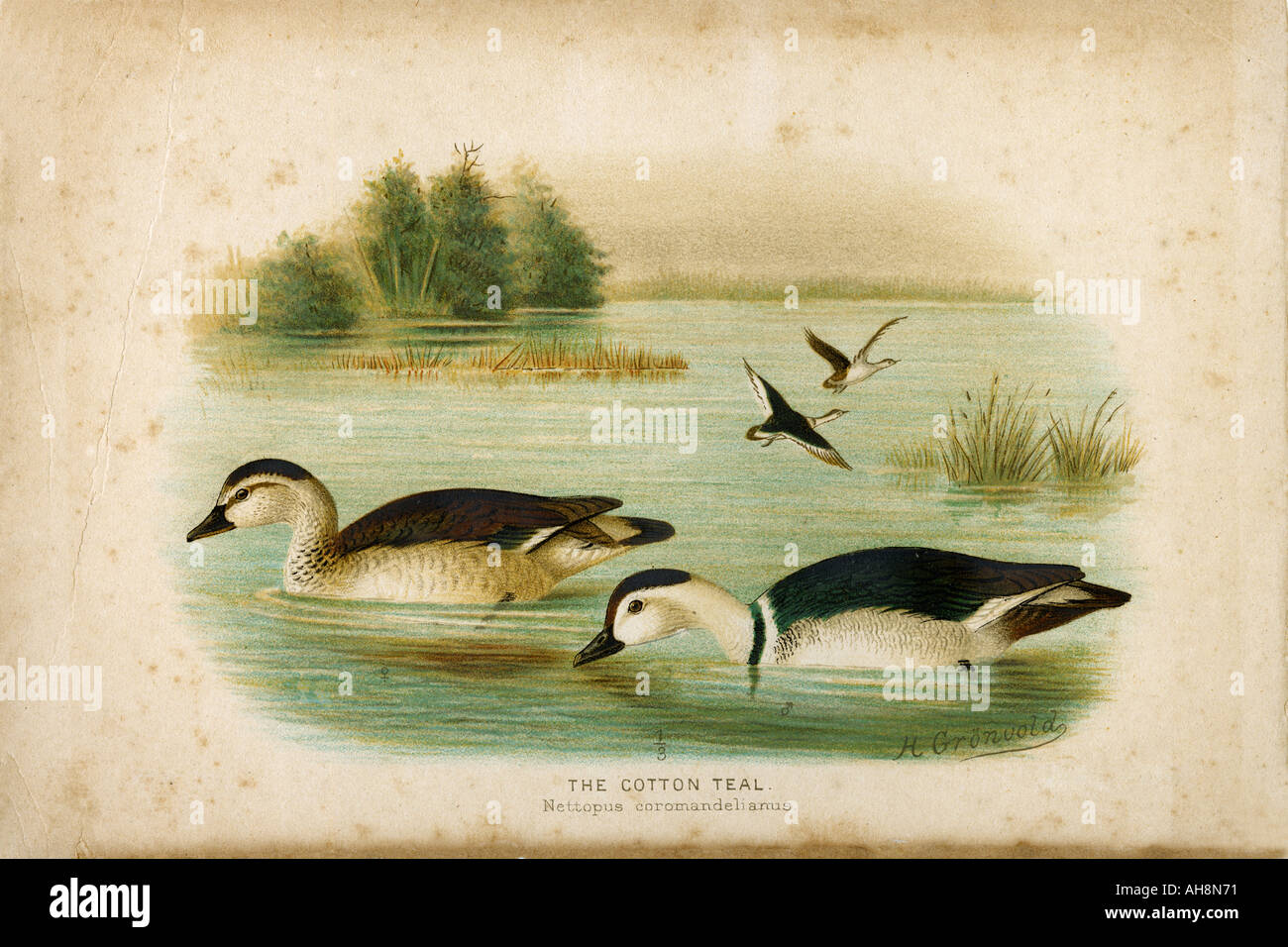 La peinture d'histoire de la nature des deux oiseaux sarcelle coton Banque D'Images