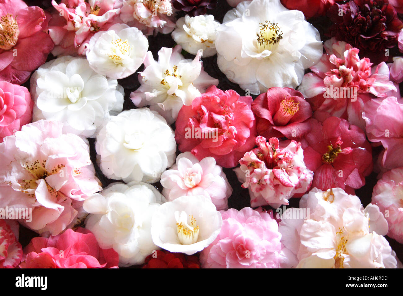 Un bol de fleurs de camélia BAPD 2453 Banque D'Images