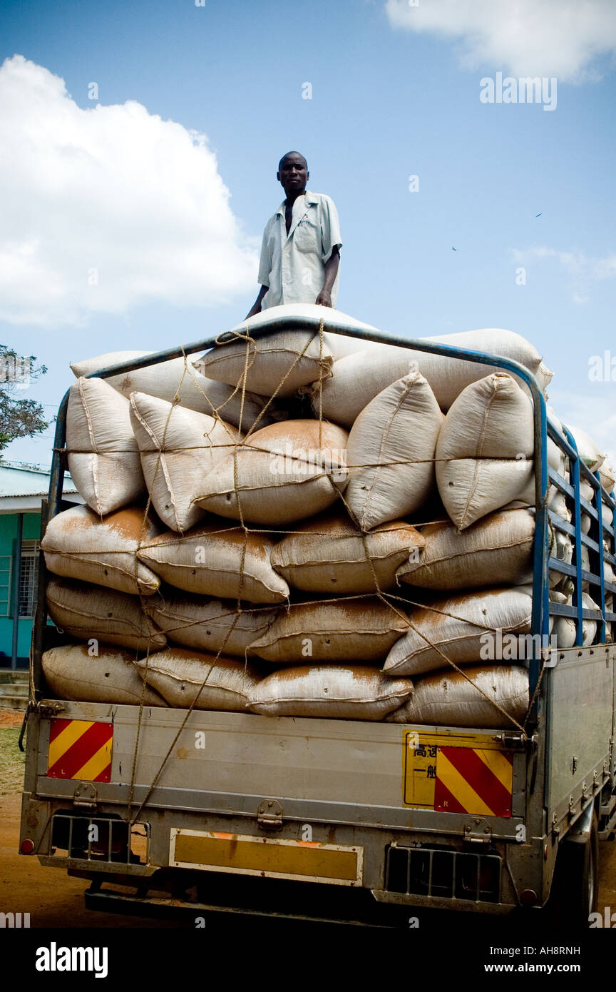 Producteur de café fairtrade ougandais la prestation de grains de café pour le Gumintindo coffee co-operative, Mbale en Ouganda Banque D'Images
