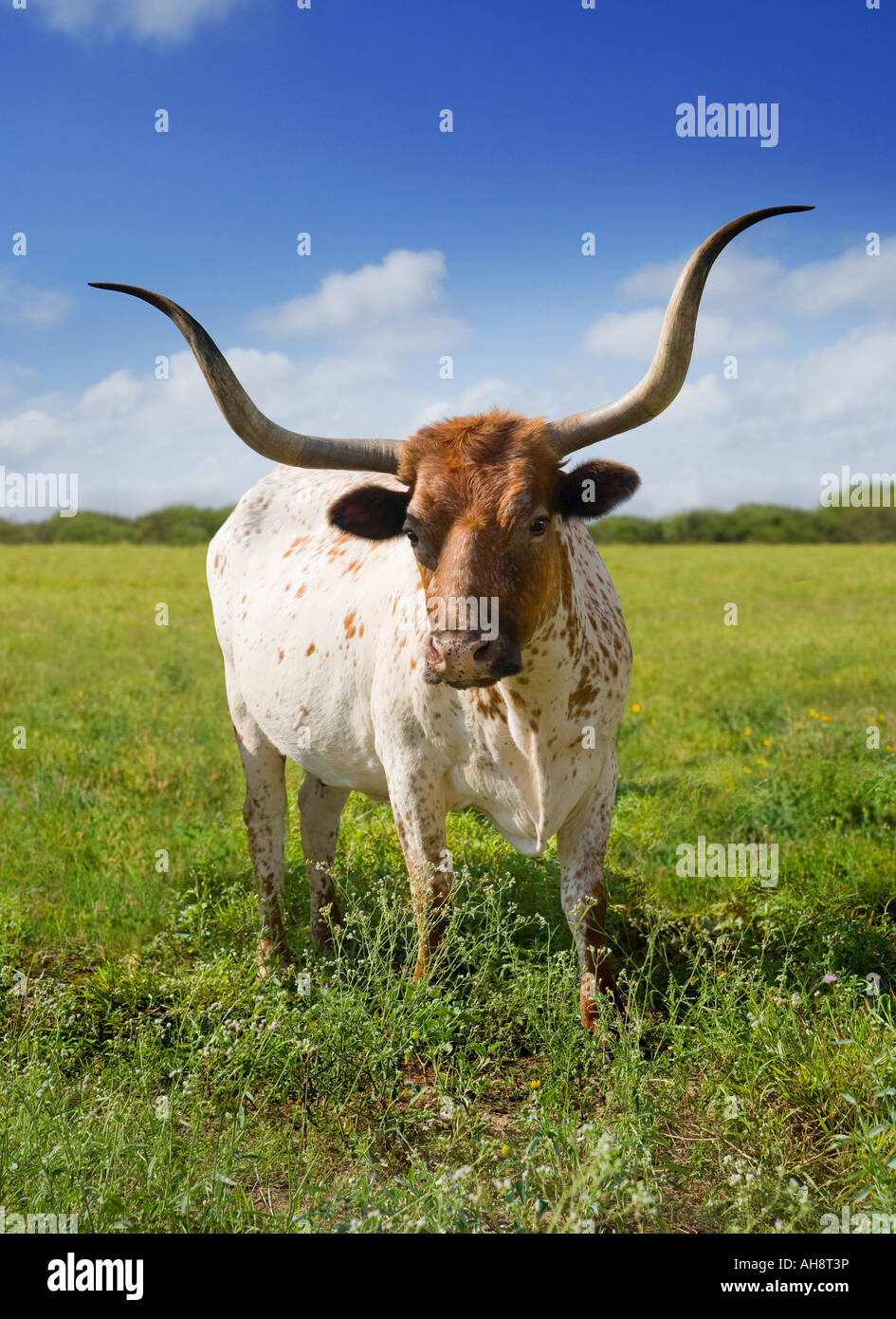Texas Longhorn Cattle Banque D'Images