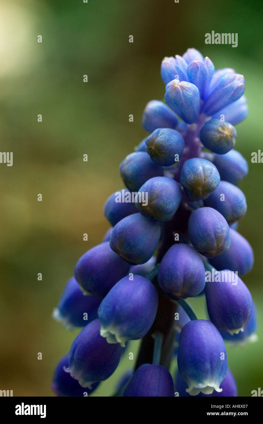 Grape hyacinth Perlhyazinten blau Banque D'Images