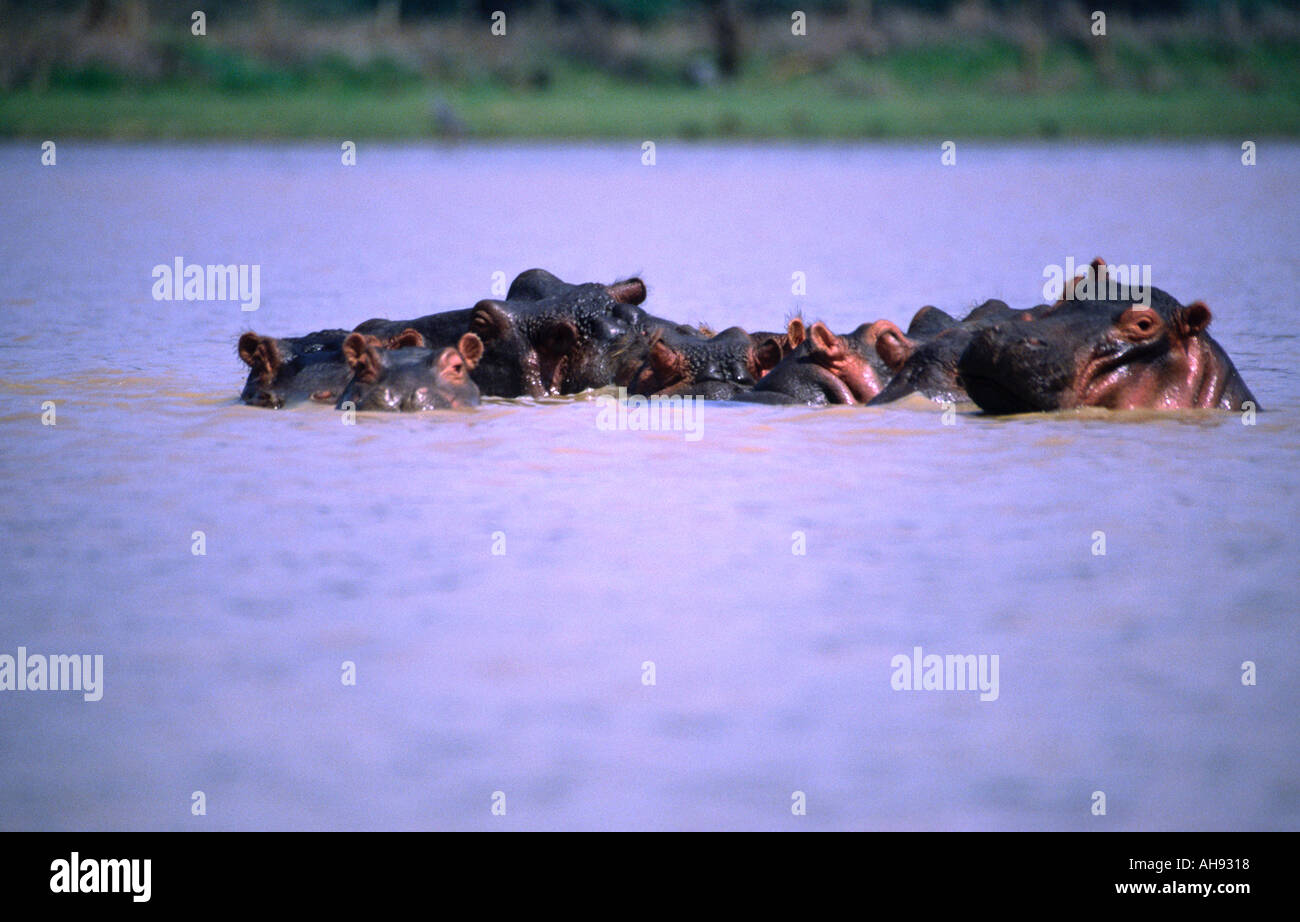 Hippopotamus Lake Baringo au Kenya Banque D'Images