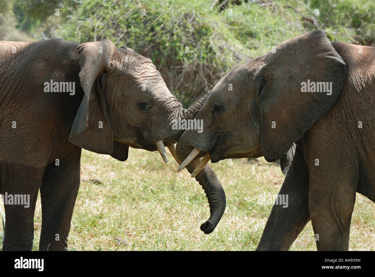 Les jeunes éléphants mâles chaque message d'autres dans la réserve nationale de Samburu, Kenya Afrique de l'est qu'ils se touchent d'autres malles Banque D'Images