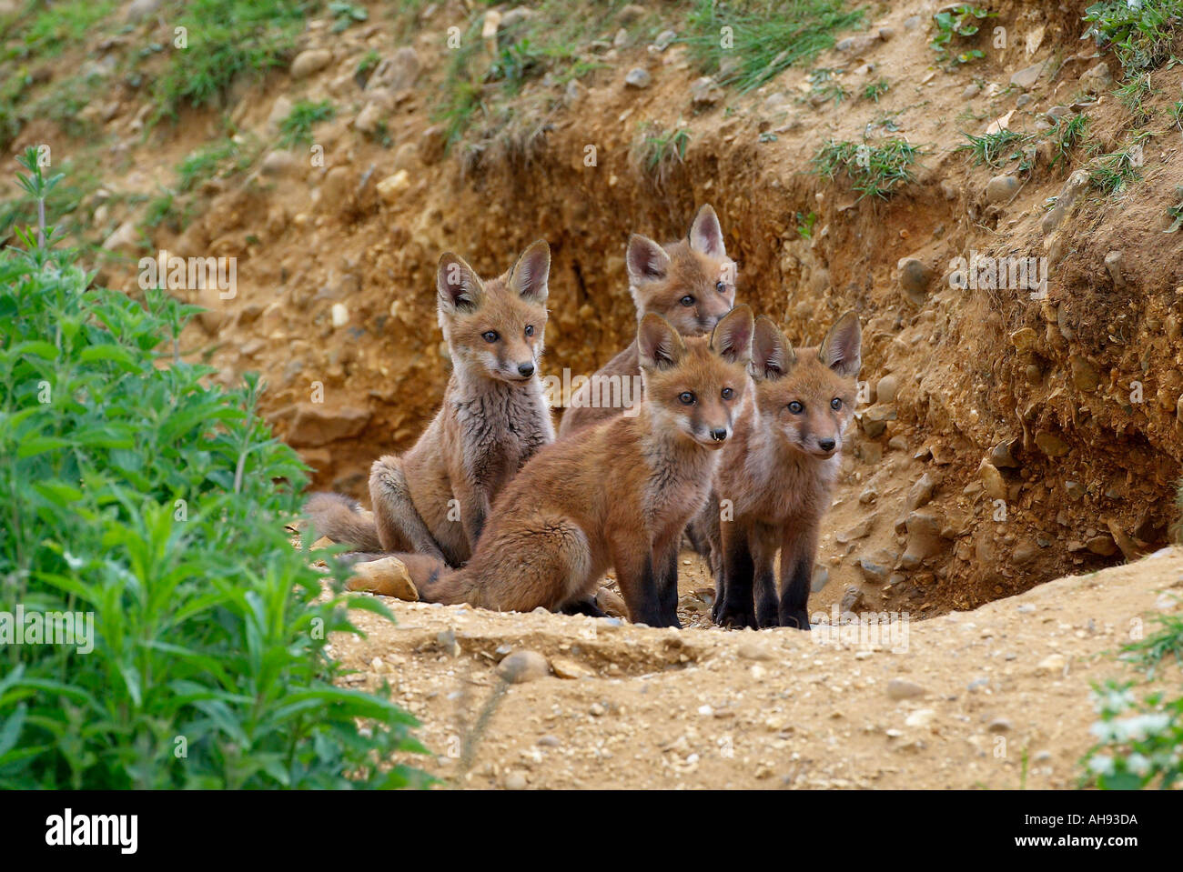 Fox cubs Vulpes vulpes assis à l'entrée à la masse Biggleswade Bedfordshire Banque D'Images