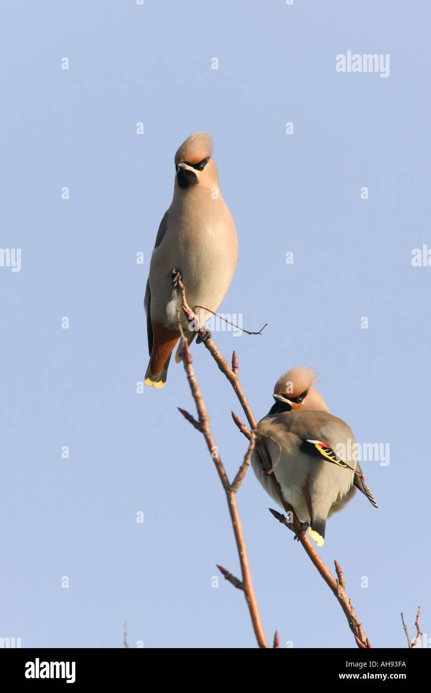 Jaseur boréal Bombycilla garrulus 2 oiseaux sur branche avec fond de ciel bleu de Tescos parking à Cambridgeshire Banque D'Images