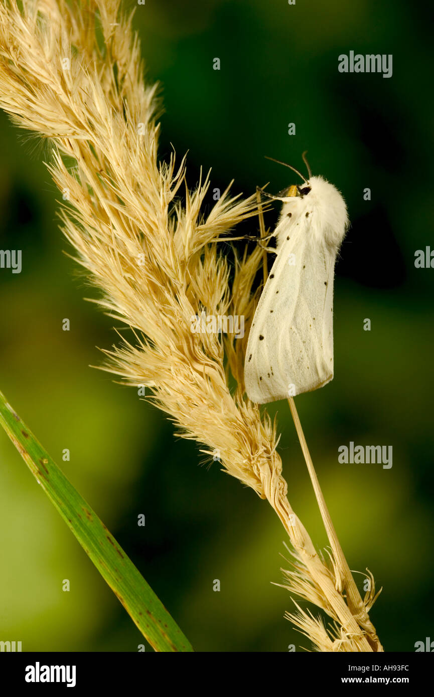 (Spilosoma lubricipeda Hermine blanche) au repos sur l'herbe tête Bedfordshire Potton Banque D'Images