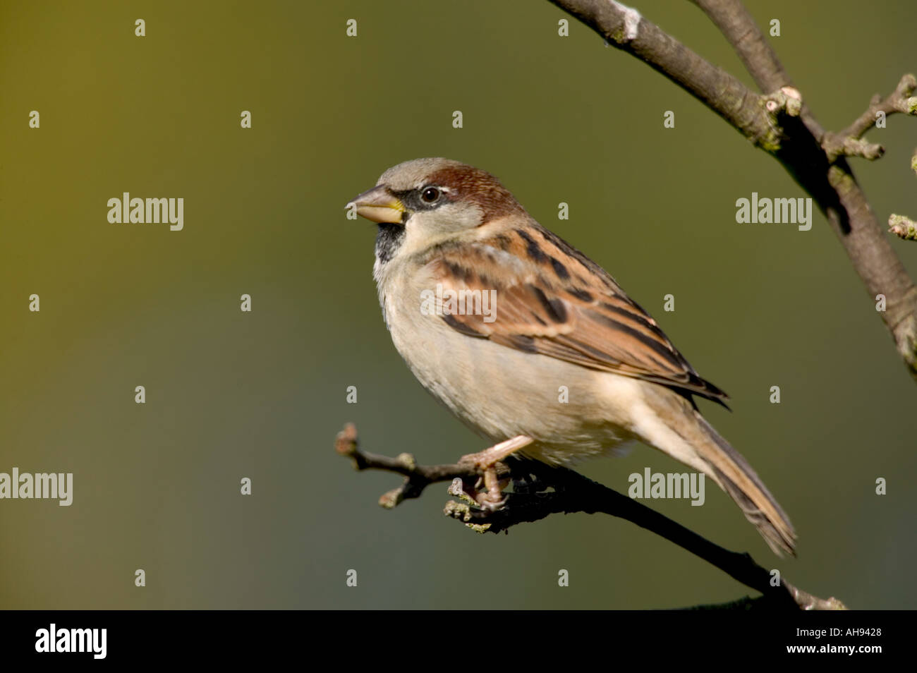 Moineau domestique Passer domesticus mâle perché sur twig avec fond propre Bedfordshire Potton Banque D'Images