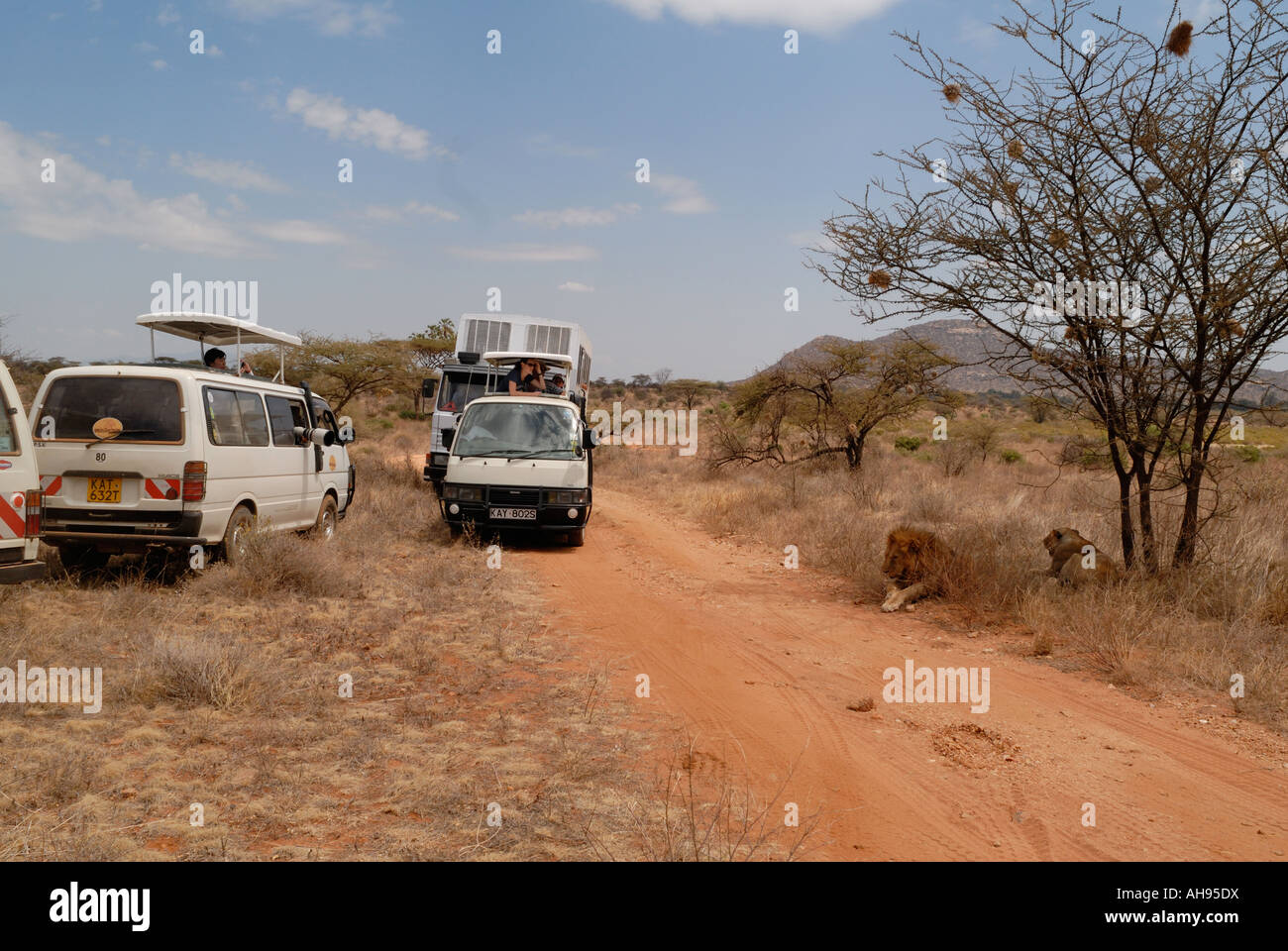 Minibus et bus une grande foule autour d'un lion et lionne dans la réserve nationale de Samburu, Kenya Afrique de l'Est Banque D'Images