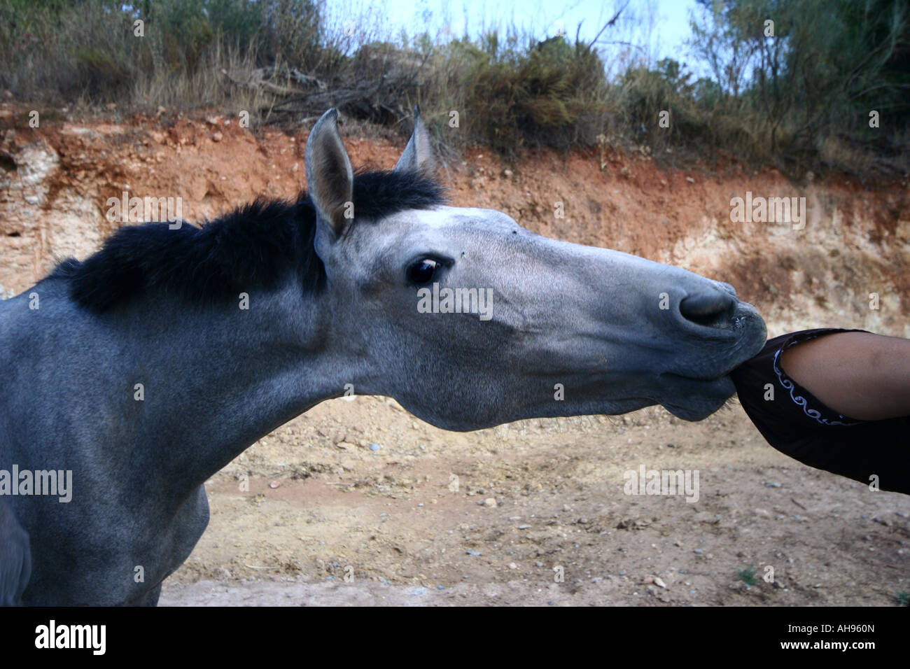 Jeune cheval espagnol qui sent son coude du formateur Banque D'Images