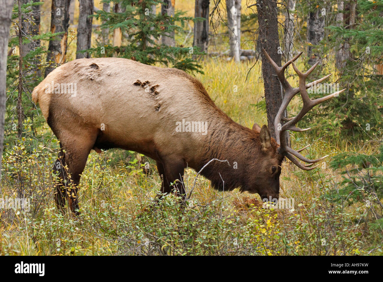 Bull Elk créer sa literie sont dans une forêt durant la saison du rut d'automne annuel. Banque D'Images