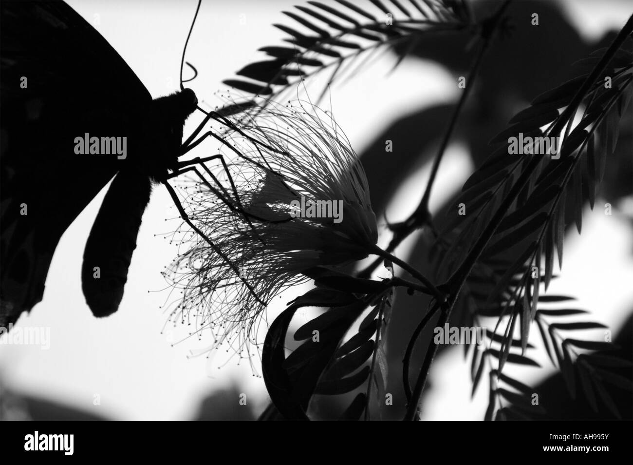 Alimentation papillon P.C. Banque D'Images