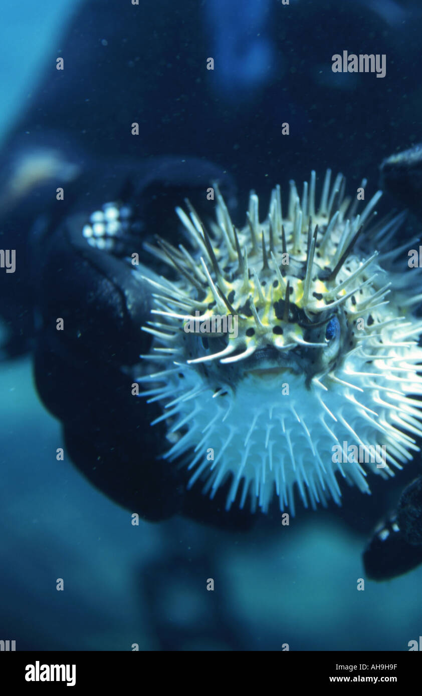 Fugu blowfish japonais se gonfle en un ballon quand tenu par diver Banque D'Images