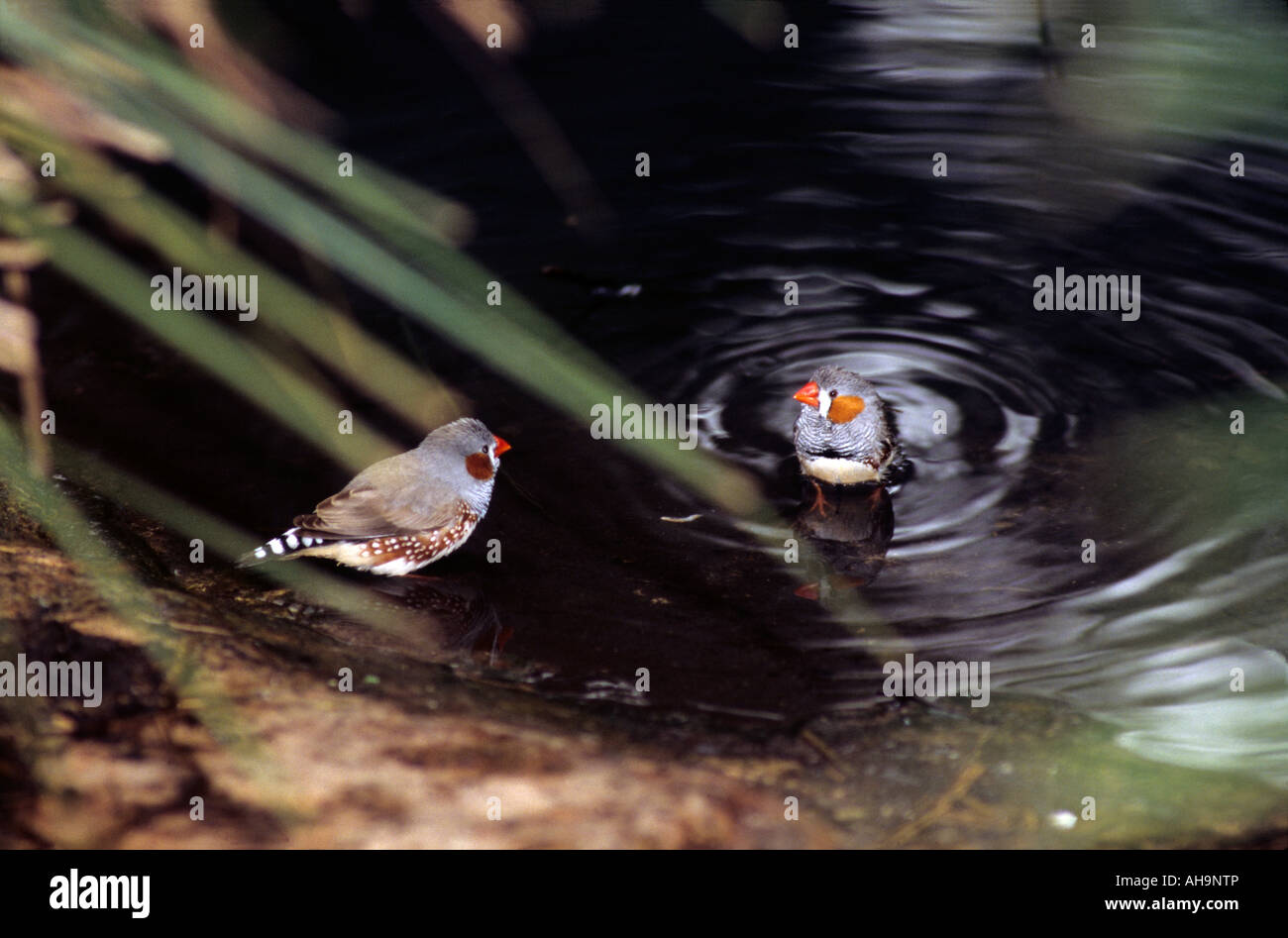 Diamants mandarins baignant dans un pool- Poephila guttata Banque D'Images
