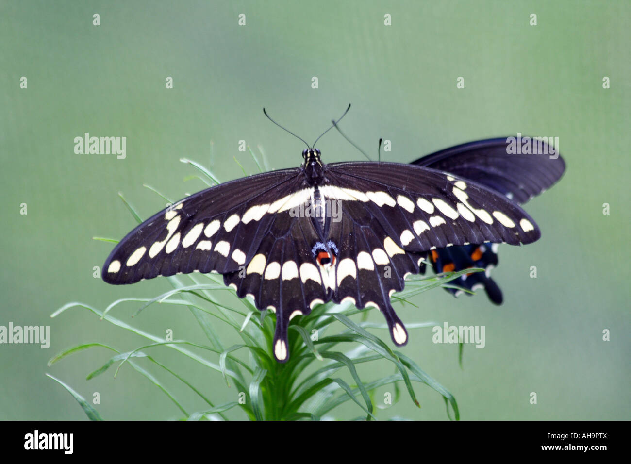 Le grand porte-queue (Papilio cresphontes) papillon Banque D'Images