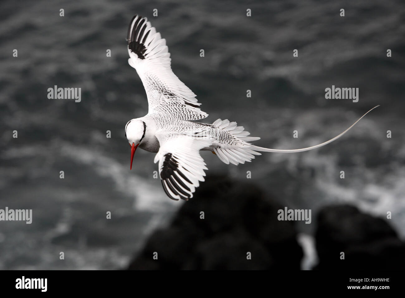 Bec Rouge Oiseau En Vol Avec Longue Queue Streamer îles