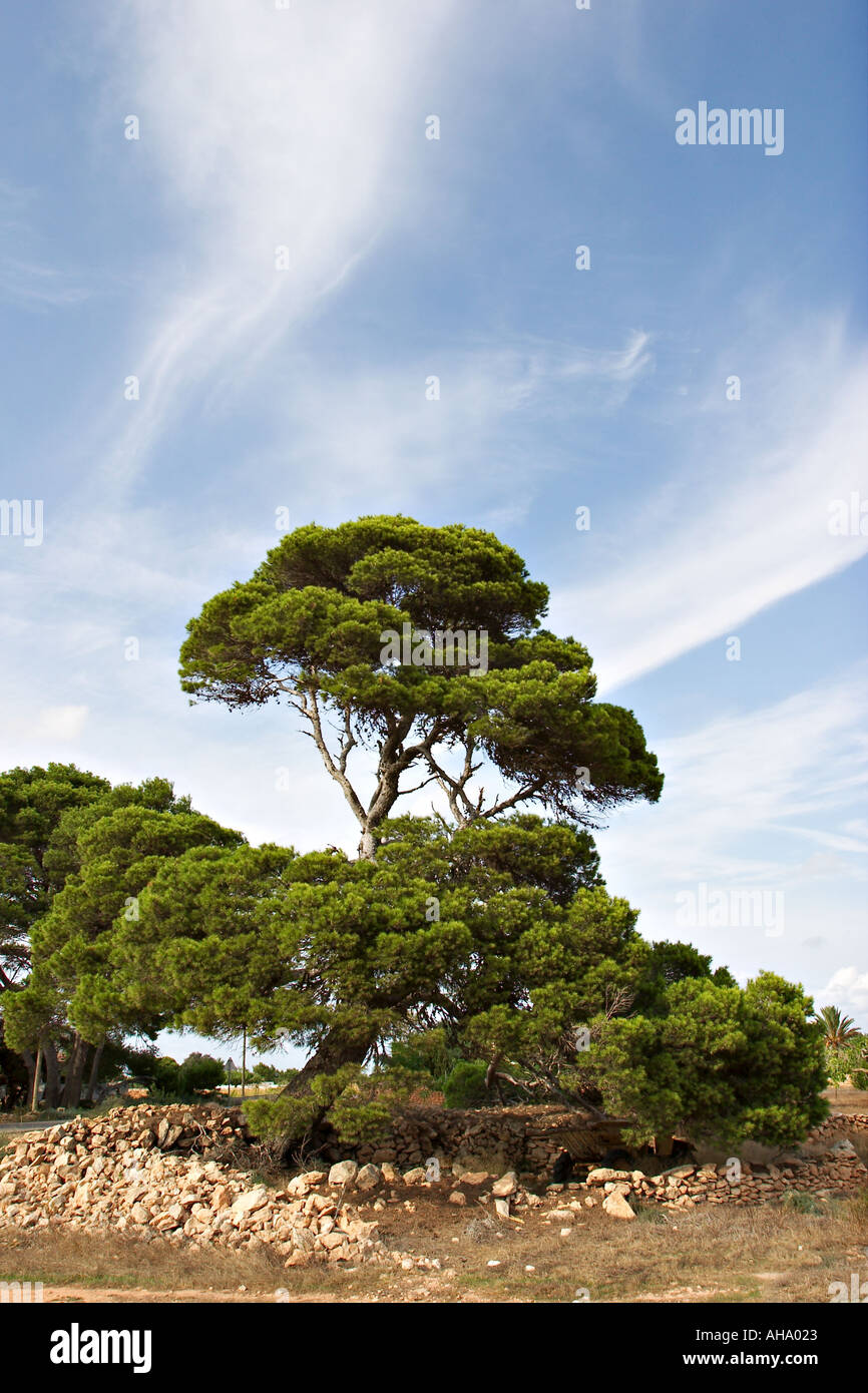 Old pine à Cap de Barbaria Formentera Banque D'Images