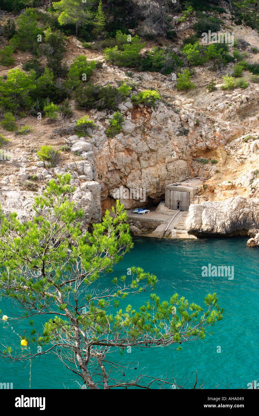 Le pin d'Alep dans Port de Sant Miquel Pinus halepensis Ibiza Banque D'Images
