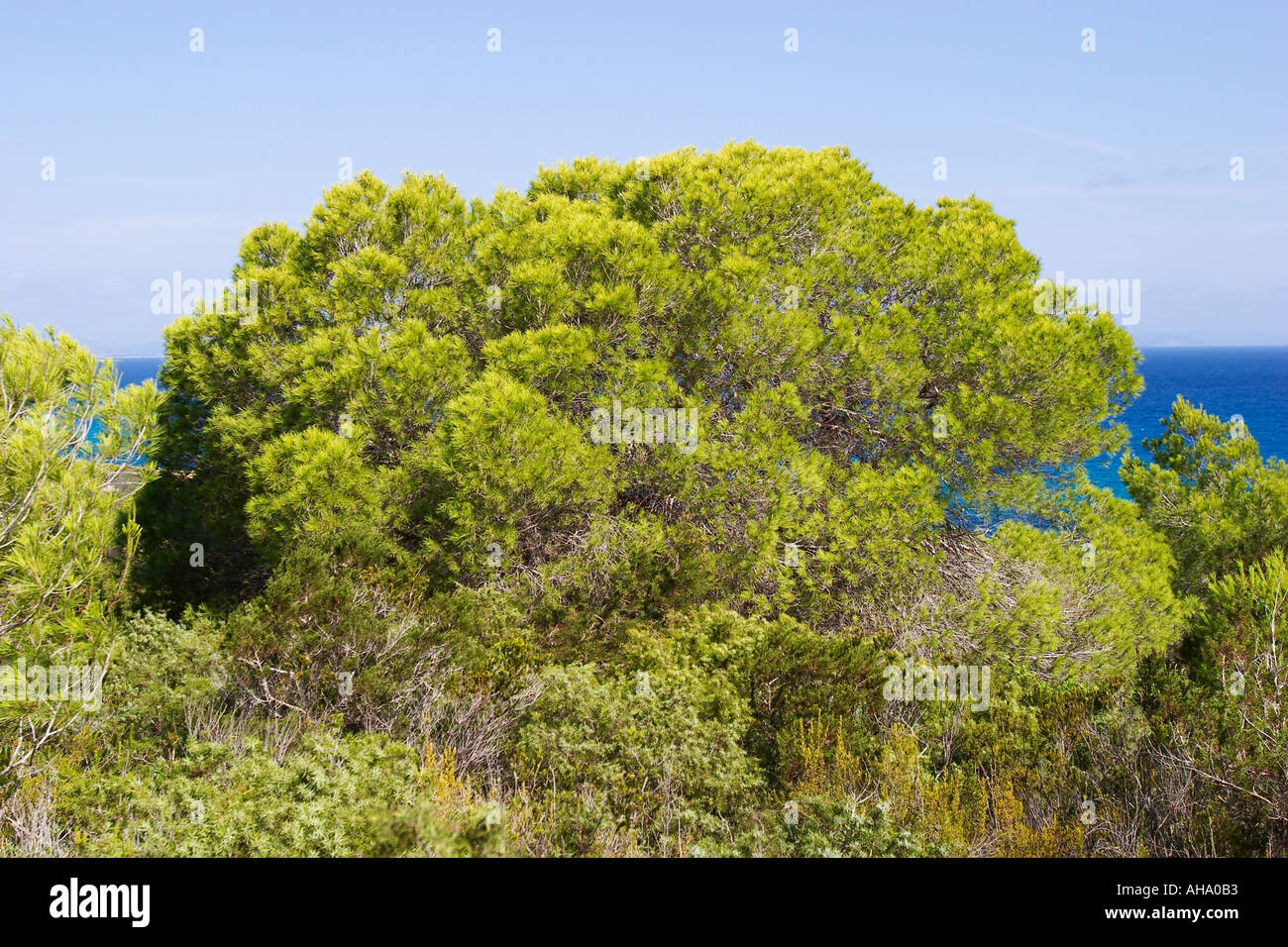 Le pin d'Alep Pinus halepensis Formentera Banque D'Images