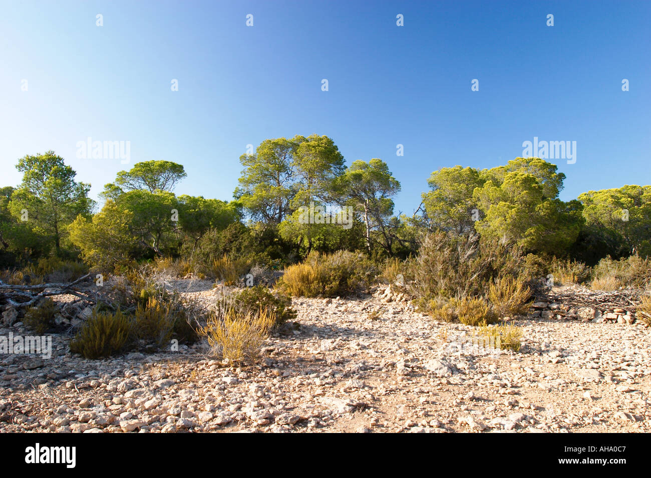San José Ibiza Pins d'Alep à Cala Bassa près de Sant Josep Banque D'Images