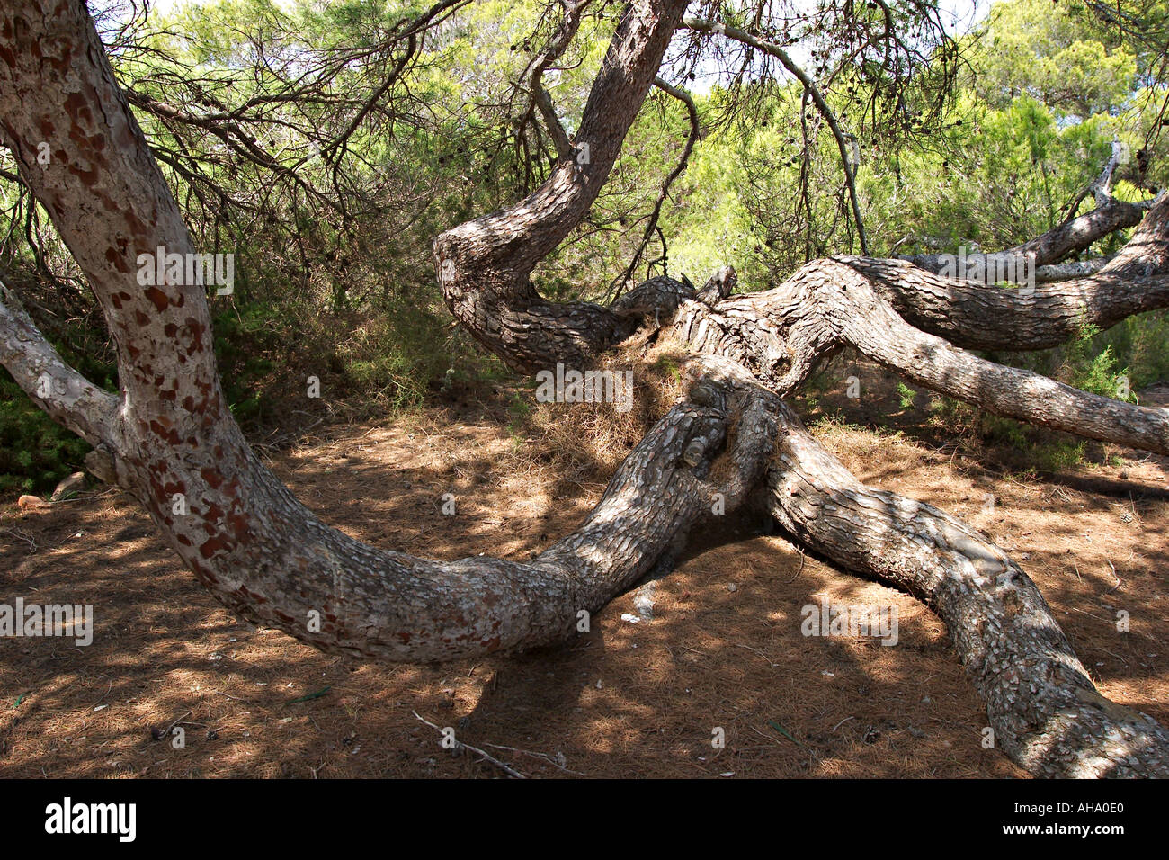 Près de vieux pins Es Ca Marí Formentera Banque D'Images