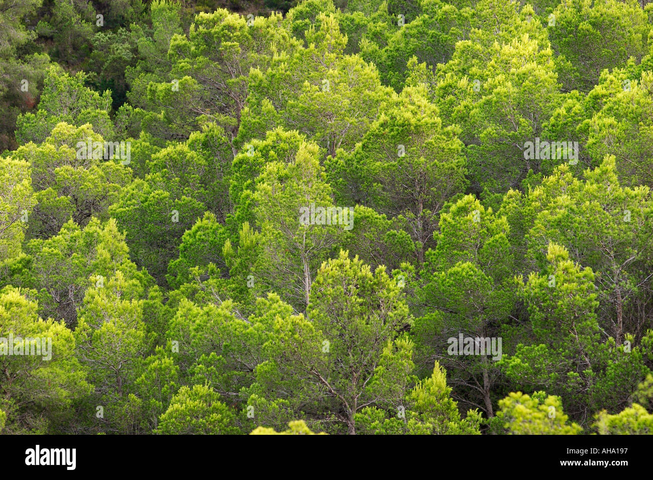 Forêt de pins près de Sant Miquel Ibiza Banque D'Images