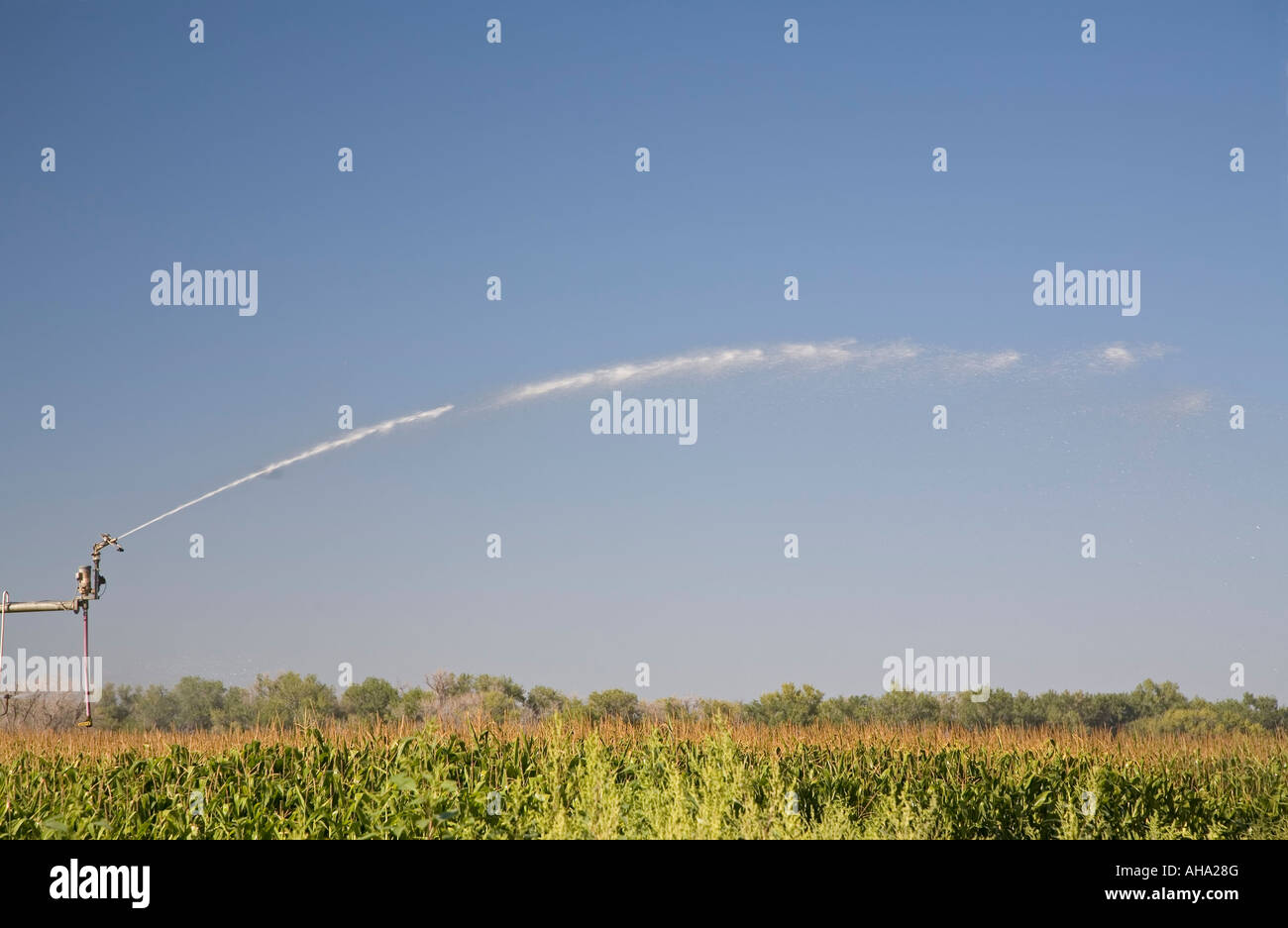 Goodrich Colorado un arroseur à irriguer un champ de maïs sur le Colorado prairie Banque D'Images
