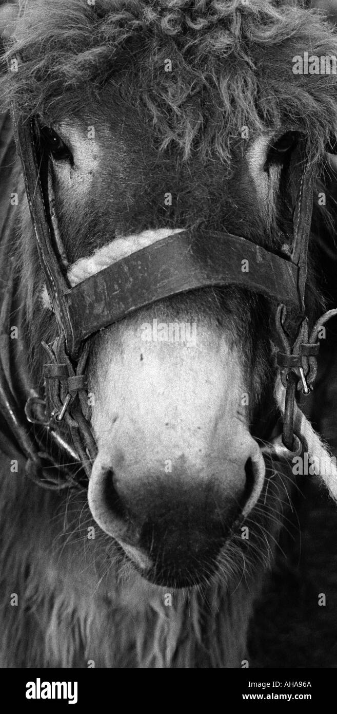 Portrait d'un âne en attente de vente à Appleby Horse Fair Banque D'Images