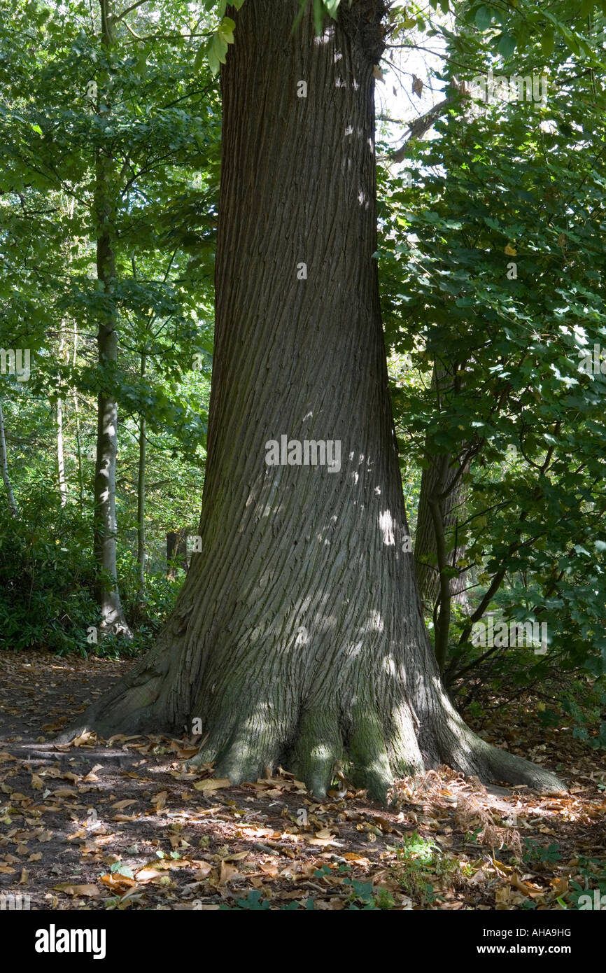 Sweet chestnut Castanea sativa [arbre] Banque D'Images