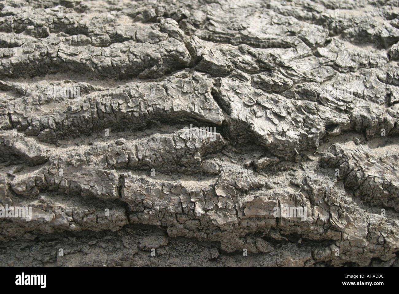 Close up detail du tronc de l'arbre Banque D'Images