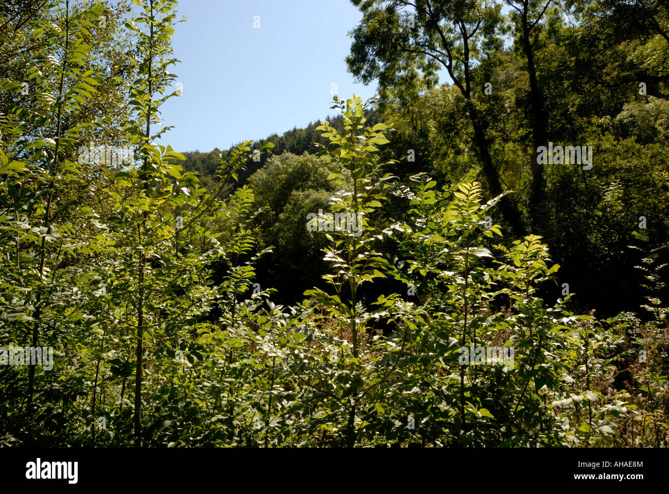 Régénération naturelle des fendre, Fraxinus excelsior sur terrain ouvert dans un bois de défrichement, Pays de Galles, Royaume-Uni. Banque D'Images
