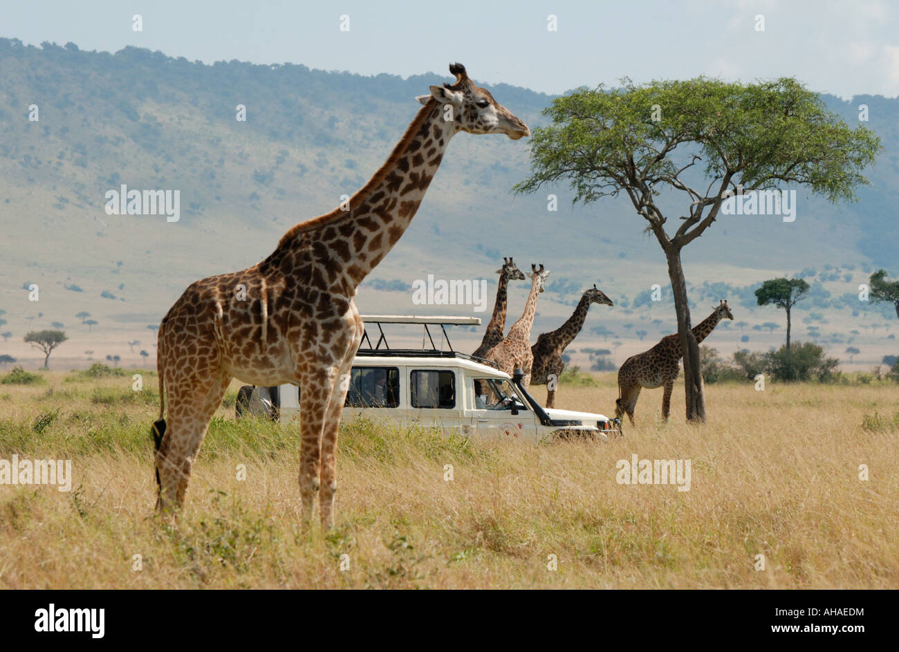 Landcruiser sur un jeu dur avec cinq ou Masai Giraffe commun dans la réserve nationale de Masai Mara au Kenya Afrique de l'Est Banque D'Images