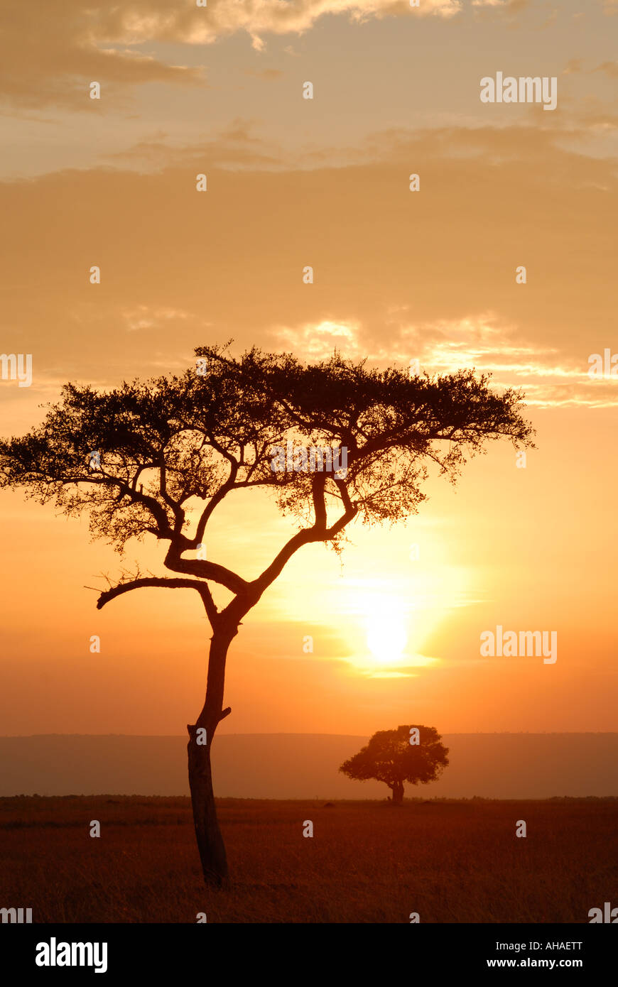 Un Balanites tree silhouette sur le Ciel de coucher du soleil dans la réserve nationale de Masai Mara au Kenya Afrique de l'Est Banque D'Images