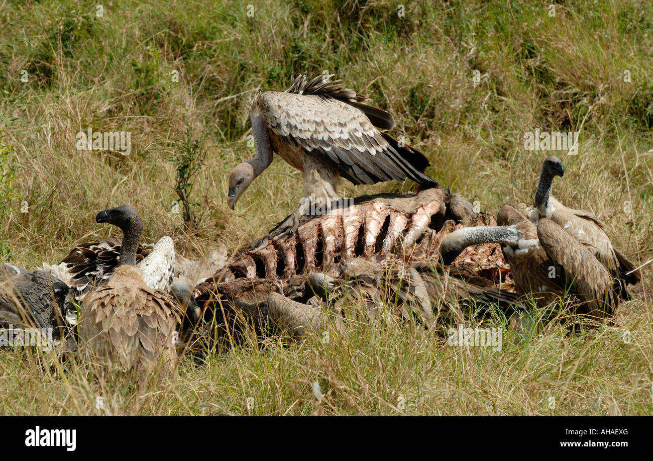 S Ruppell vautours se nourrissant d'une carcasse de gnou dans la Masai Mara National Reserve Kenya Afrique de l'Est Banque D'Images