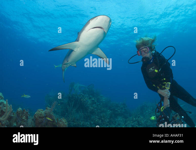 Montres de plongée féminine un requin de récif DES CARAÏBES Carcharhinus perezi EXUMA CAY BAHAMAS Banque D'Images