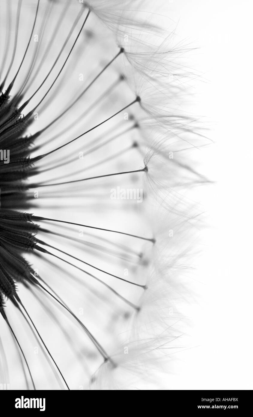 Abstract Art Image noir et blanc de graines de pissenlit Banque D'Images