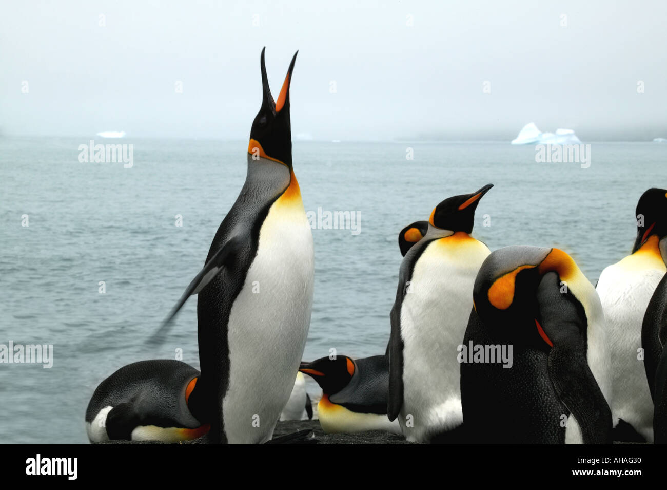 Le manchot royal Aptenodytes patagonicus Gold Harbour sous l'Antarctique Géorgie du Sud Banque D'Images