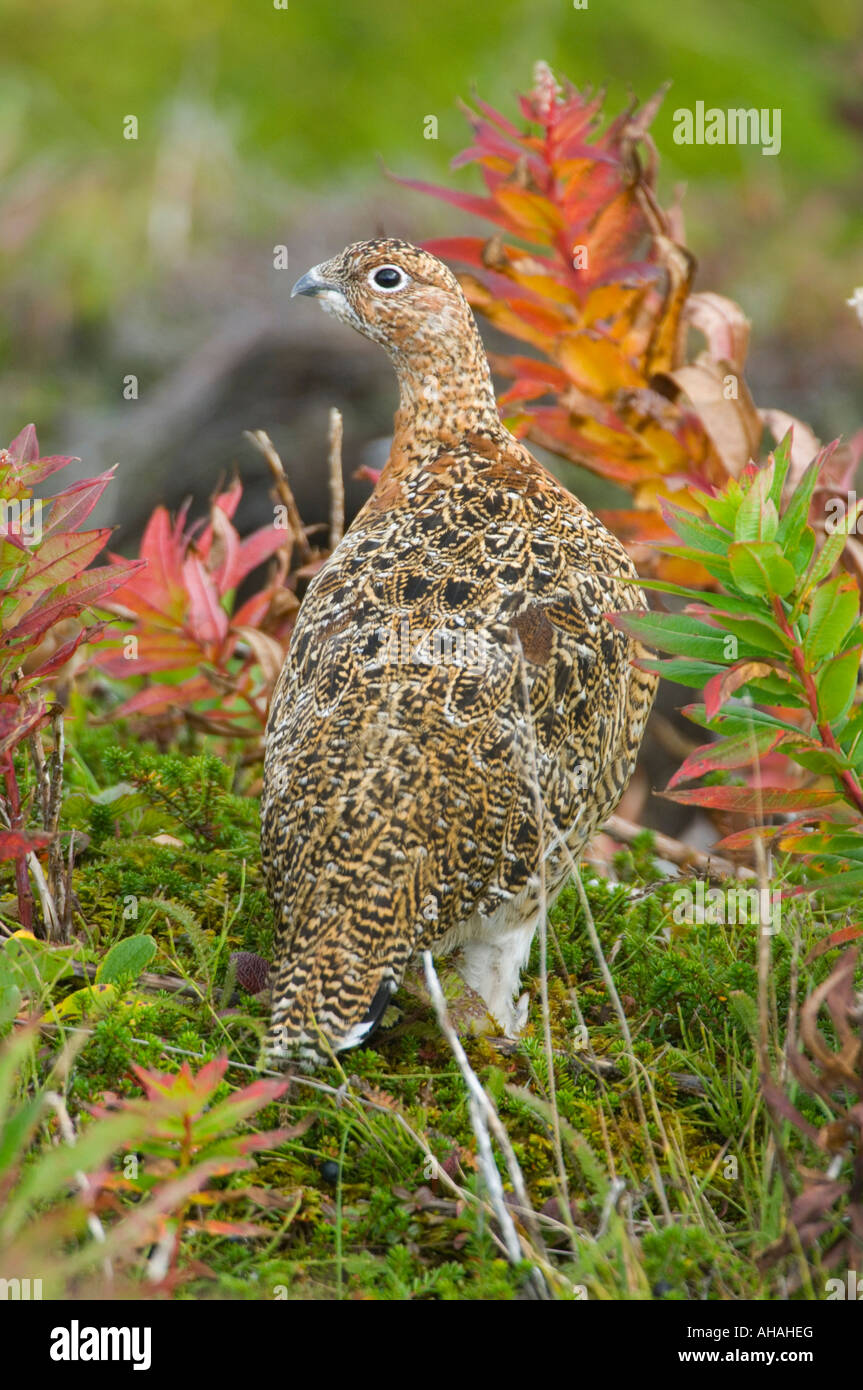 Lagopède des saules (Lagopus lagopus) Automne, Izembek National Wildlife Refuge, en Alaska Banque D'Images