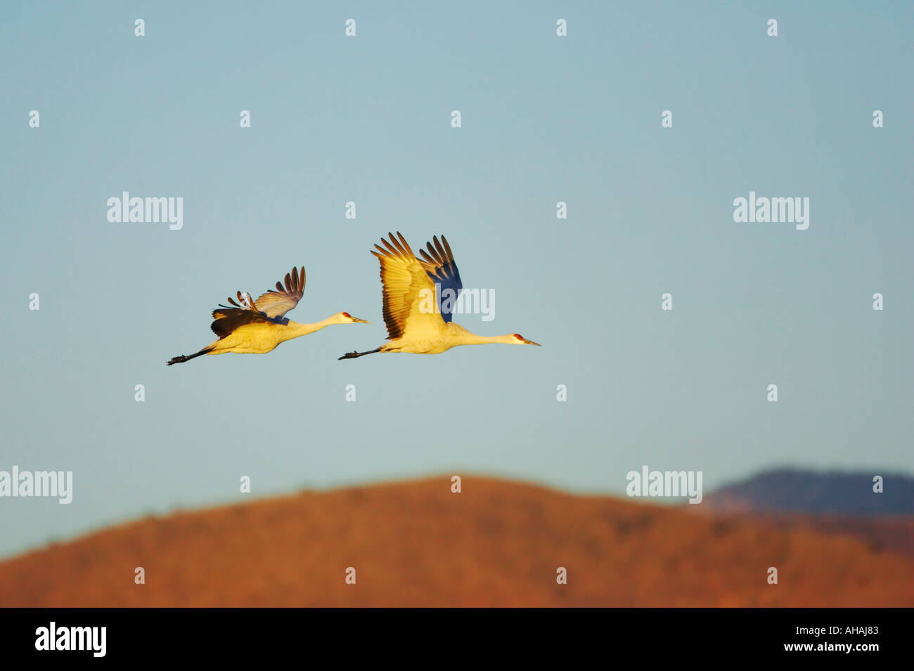 Sand Hill Grues en vol synchrone Banque D'Images Sand Hill Grues en vol synchrone Banque D'Images