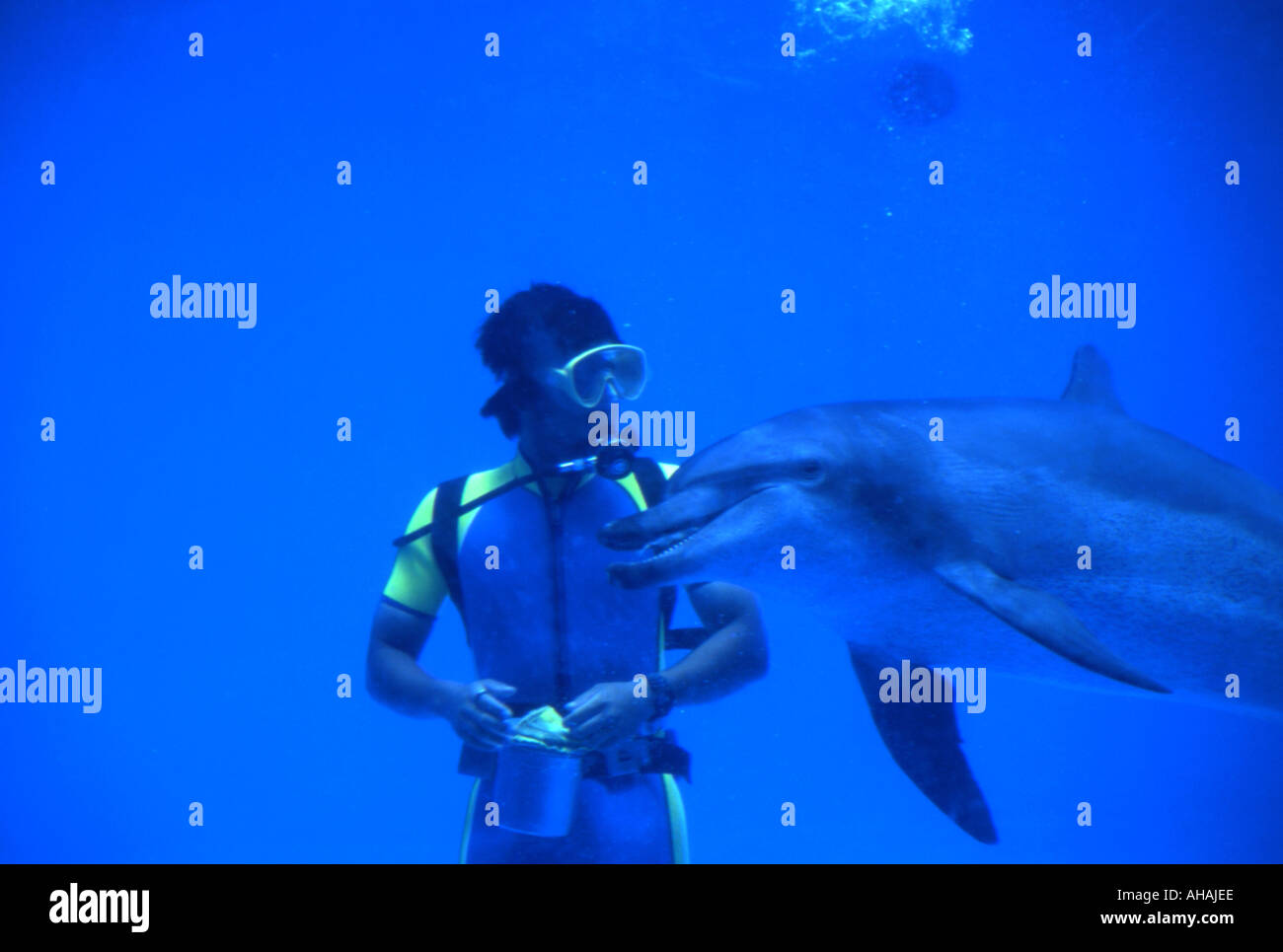 Parc Expo Okinawa Japon dauphins effectuer pour les foules Banque D'Images